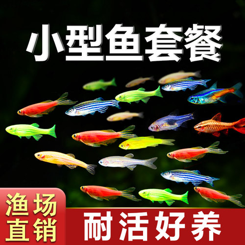 热带小型观赏鱼甄选套餐好养耐活