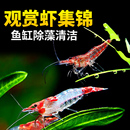 黑壳虾鱼缸水草清洁除藻工具超大观赏米虾宠物活体饲料淡水族造景
