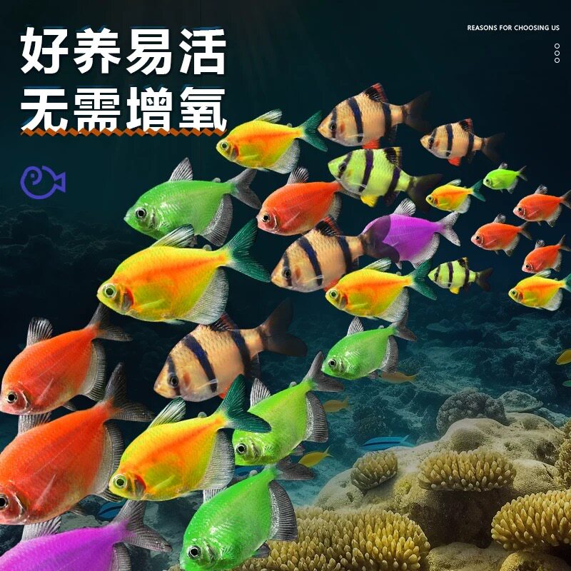 好养天使鱼观赏鱼淡水热带鱼小型鱼金鱼活鱼好养耐活七彩鱼神仙鱼