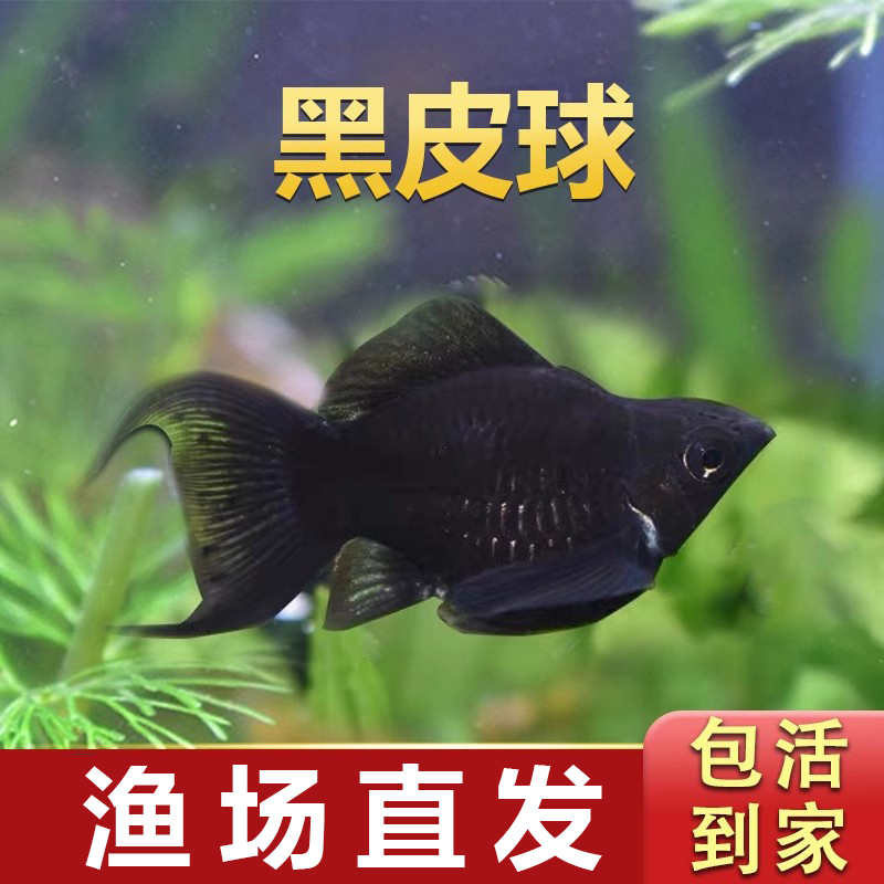 黑皮球鱼胎生鱼热带小型鱼活体鱼