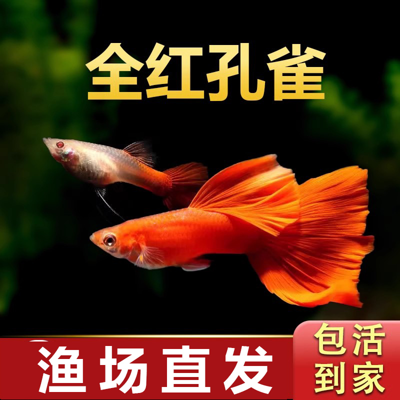 全红孔雀观赏鱼好繁殖