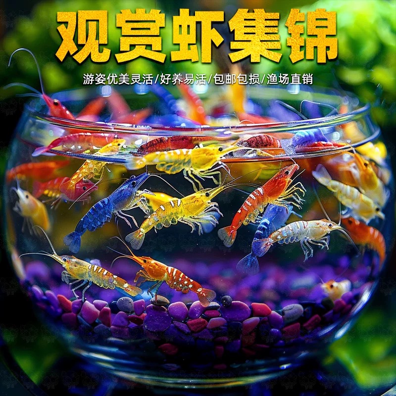 黑壳虾观赏虾鲜活水晶樱花虾除藻