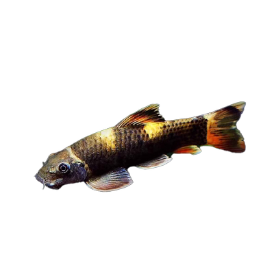 老虎小精灵鱼虎纹精灵鱼耐寒淡水进口原生除藻除青苔工具鱼活体鱼