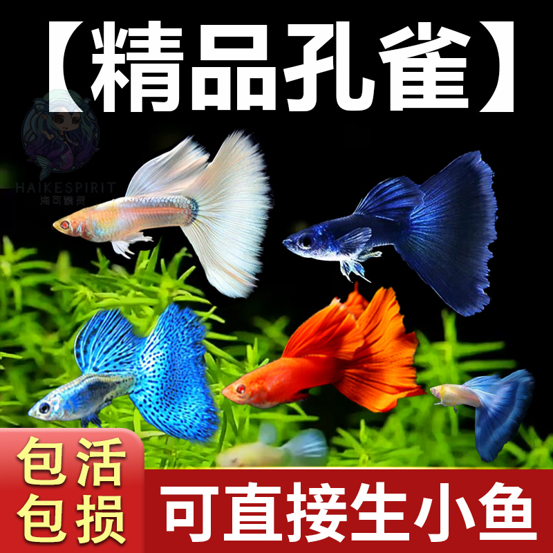 孔雀鱼小型热带观赏鱼凤尾小鱼