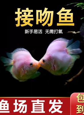 接吻鱼彩群鱼小型热带观赏鱼活鱼七彩活体淡水鱼亲嘴鱼好养易活