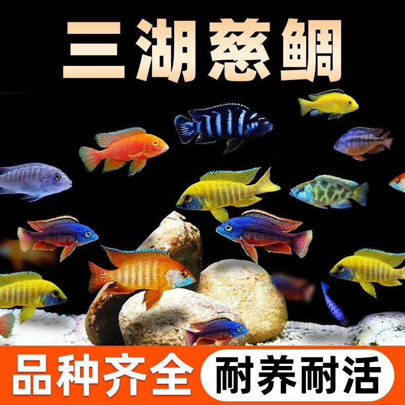三湖慈鲷鱼黑线王子活体中小型耐养易活热带观赏鱼淡水鱼,宠物/宠物食品及用品,鱼,淘宝优惠券,粉丝福利购,淘宝优惠卷