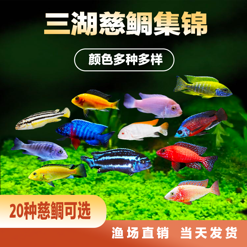 三湖慈鲷马鲷鱼小型热带鱼