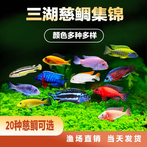 三湖慈鲷马鲷鱼小型热带鱼