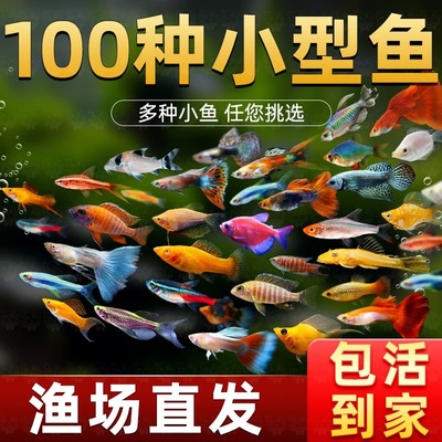 活体小型淡水好养热带观赏孔雀鱼