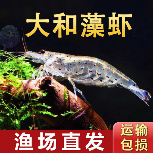 除藻大河藻虾清缸吃藻