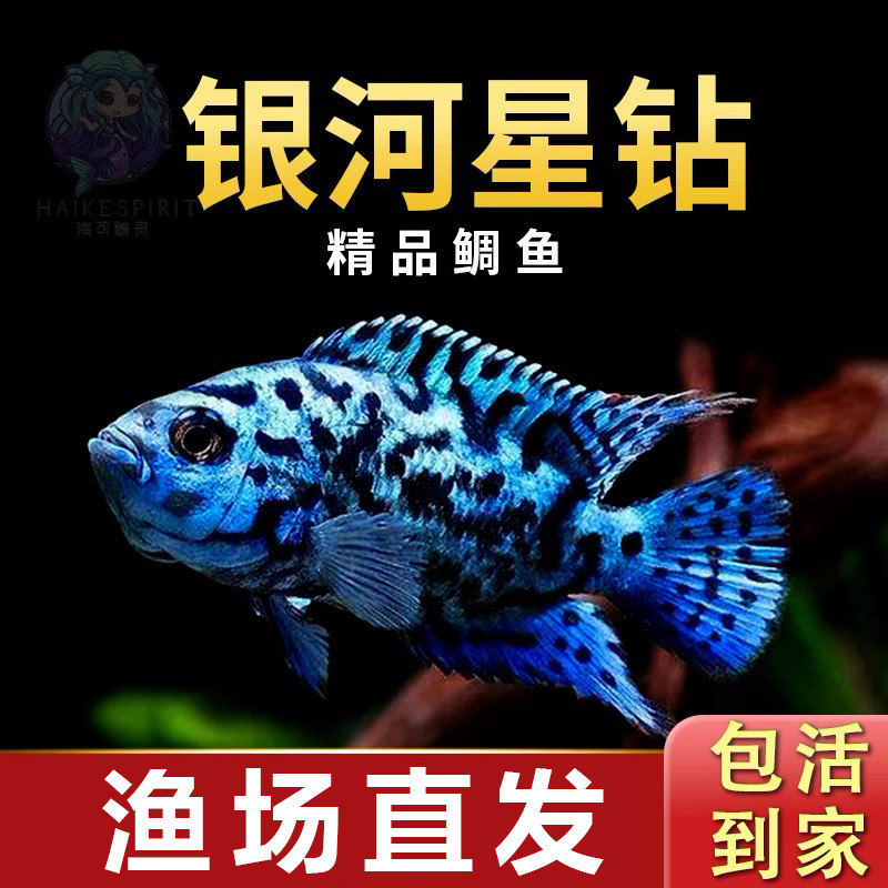 银河星钻鱼珍珠豹三湖慈鲷美洲短鲷热带观赏鱼活体新手好养耐活鱼