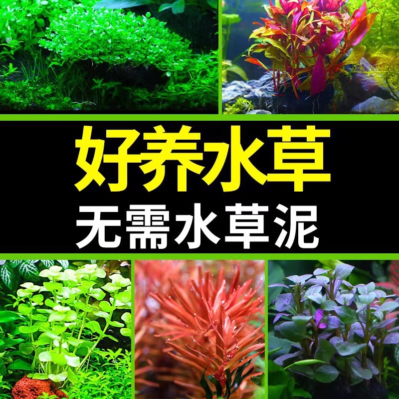 新手懒人水草造景趴地植物鱼缸