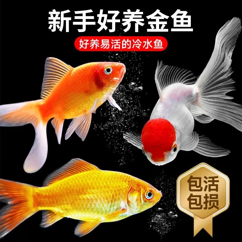 草金鱼活体观赏鱼冷水锦鲤小金鱼活鱼龙睛蝶尾鱼闯缸鱼饲料鱼包邮