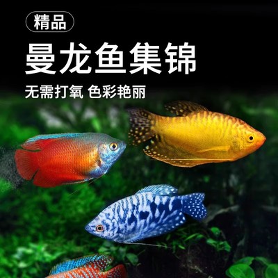 精品黄金曼龙观赏鱼五彩丽丽鱼