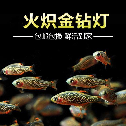 火翅金钻灯银河斑马灯
