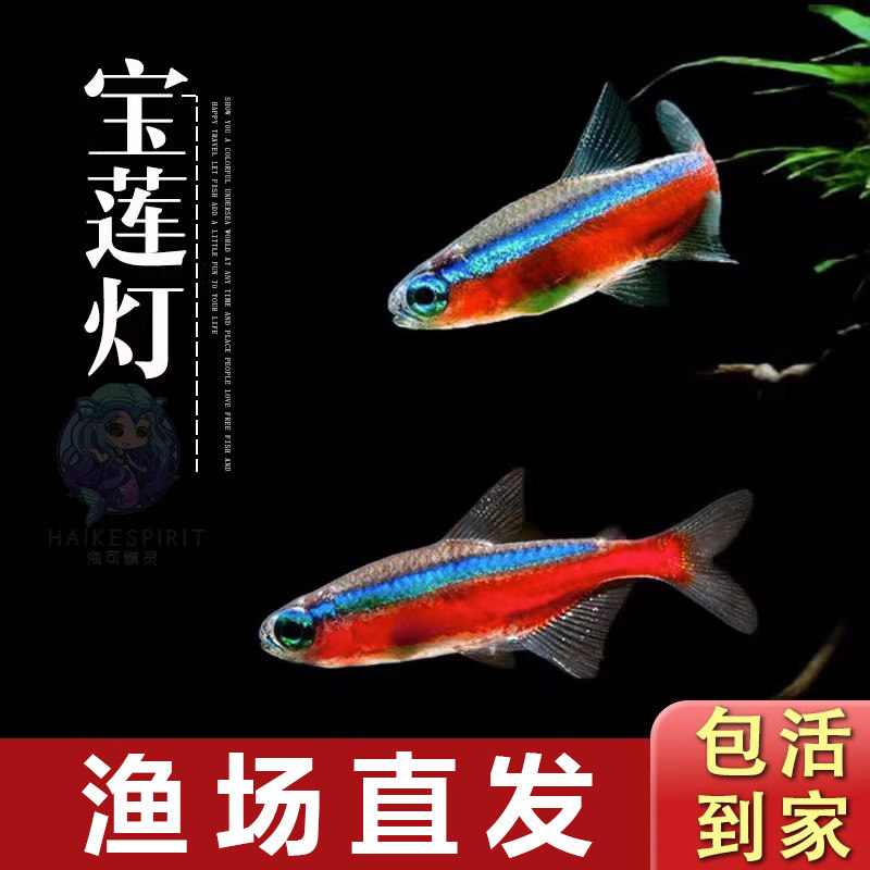 宝莲灯鱼水草缸群游小型热带鱼红绿灯科鱼淡水活体观赏鱼闯缸包邮