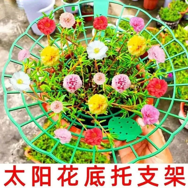 太阳花架草莓架防倒伏