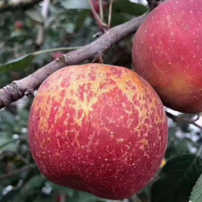 云南昭通丑苹果野生水果脆甜冰糖心红富士新鲜孕妇应季整箱5斤,水产肉类/新鲜蔬果/熟食,苹果,淘宝优惠券,粉丝福利购,淘宝优惠卷