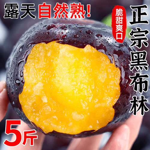 现摘黑布林李子，酸甜爽口！