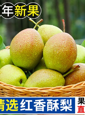 红香酥梨水果新鲜整箱当季包邮薄皮青酥梨脆蜜雪梨5香梨梨子