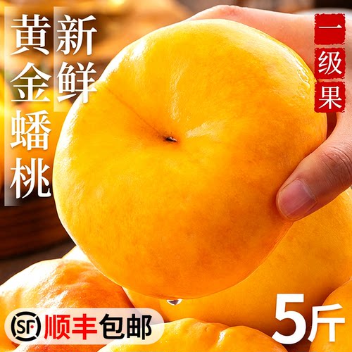 现摘新鲜黄金奶油毛蟠桃