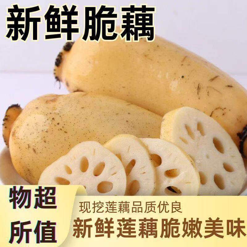 正宗新鲜莲藕非洪湖时令农家蔬菜现挖粉藕煲汤真空黄河特产包邮