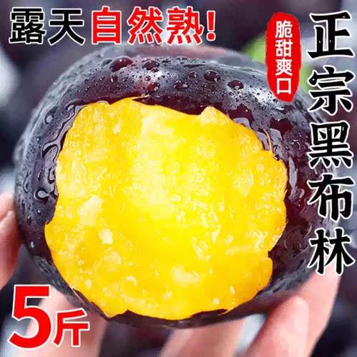 现摘黑布林李子，酸甜爽口！