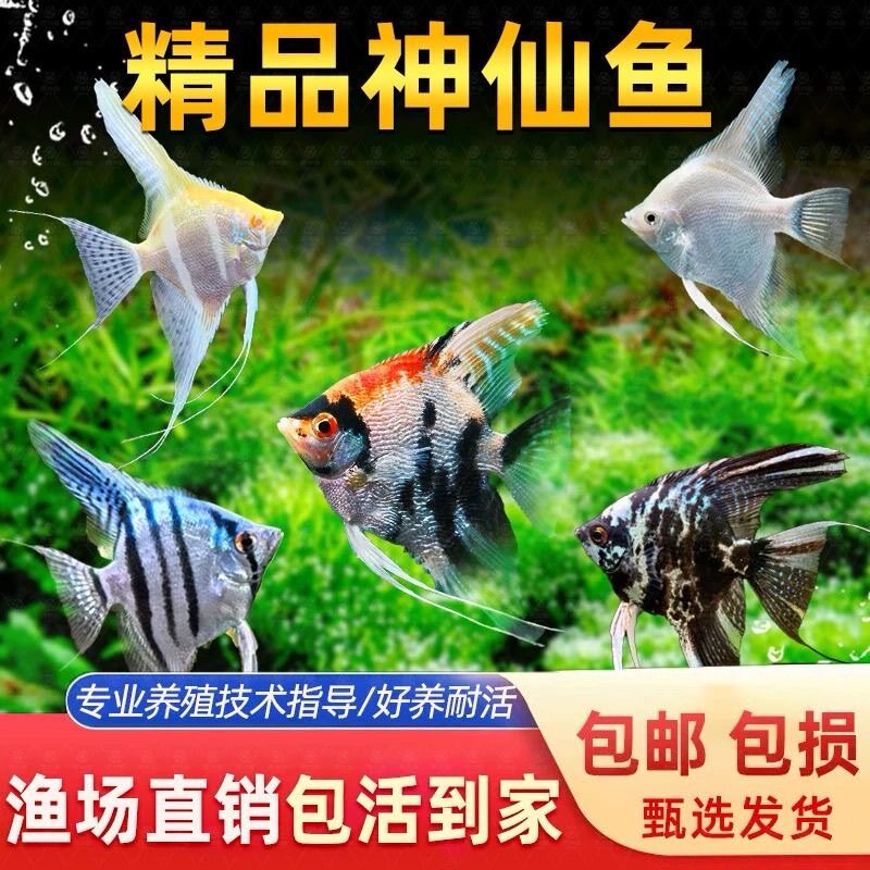 秘鲁七彩神仙鱼活体观赏鱼燕鱼秘鲁玻璃墨燕小型鱼苗套餐包邮