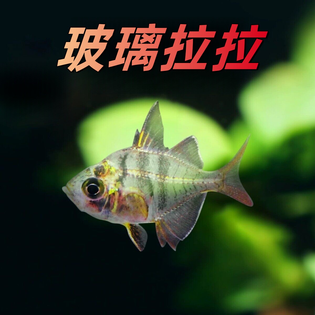 玻璃拉拉鱼玻璃透明鱼热带观赏鱼活体群游草缸鱼新手好养包活包邮