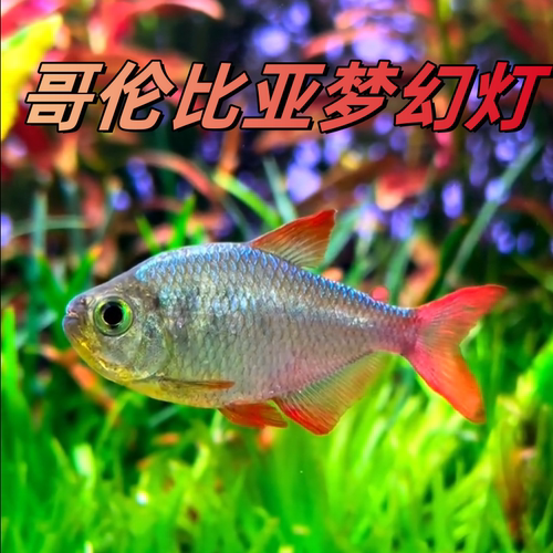 哥伦比亚梦幻灯鱼玫瑰扯旗