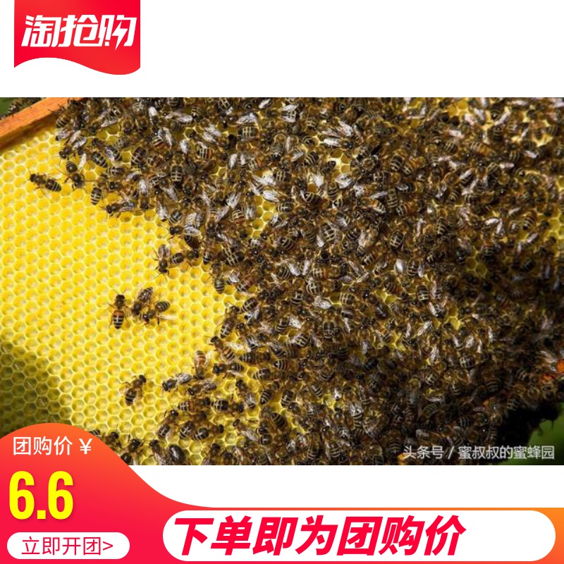 龙鑫蜂业活体中华蜜蜂笼蜂中蜂蜂群中蜂蜂王种王带箱蜂群 双色王|msdalam kategori haiwan peliharaan/makanan haiwan dan bekalan, haiwan kesayangan yang lain, haiwan kesayangan yang lain - dari Buy2taobao.com untuk memberikan perkhidmatan ejen Taobao profesional membeli