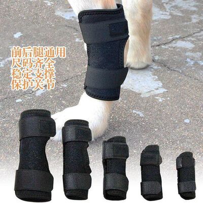 宠物猫狗后腿宠物猫狗后腿