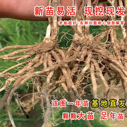 芦笋苗芦笋种根带土白青芦笋紫色水果芦笋盆栽庭院阳台四季蔬菜苗