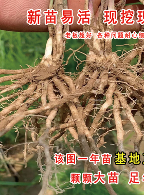 芦笋苗芦笋种根带土白青芦笋紫色水果芦笋盆栽庭院阳台四季蔬菜苗