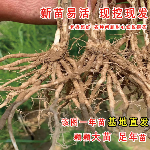 芦笋根苗种根带土绿色芦笋苗紫色水果芦笋盆栽庭院阳台四季蔬菜苗