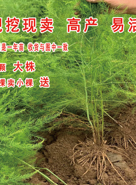 芦笋根苗带土芦笋苗多年生绿色芦笋苗盆栽紫色水果芦笋四季蔬菜