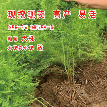 芦笋根苗带土芦笋苗多年生绿色芦笋苗盆栽紫色水果芦笋四季蔬菜