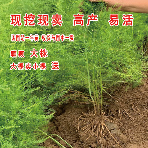 芦笋根苗带土芦笋苗多年生绿色芦笋苗盆栽紫色水果芦笋四季蔬菜