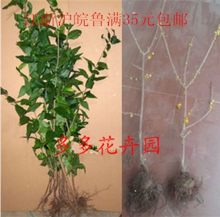 腊梅苗腊梅树苗花苗盆栽梅花苗纯种原生苗腊梅小苗包成活当年开花