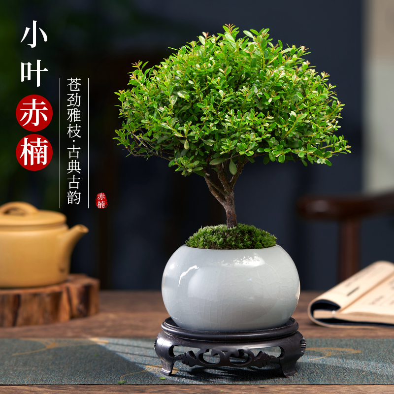 小叶赤楠盆景办公室内旺宅植物