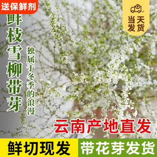 雪柳鲜切鲜枝干支水培植物盆栽室内花卉绿植水养易活遇水开花树苗