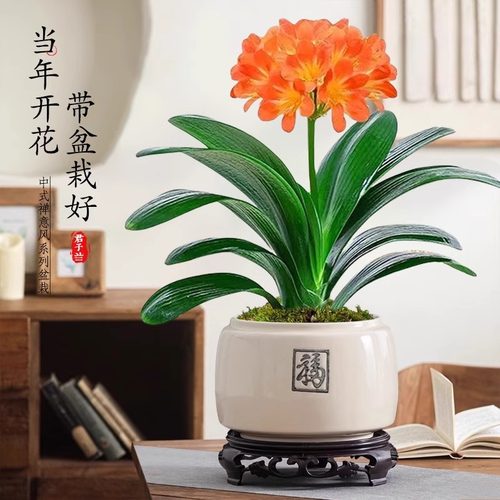 四季君子兰盆栽名贵花卉绿植摆件
