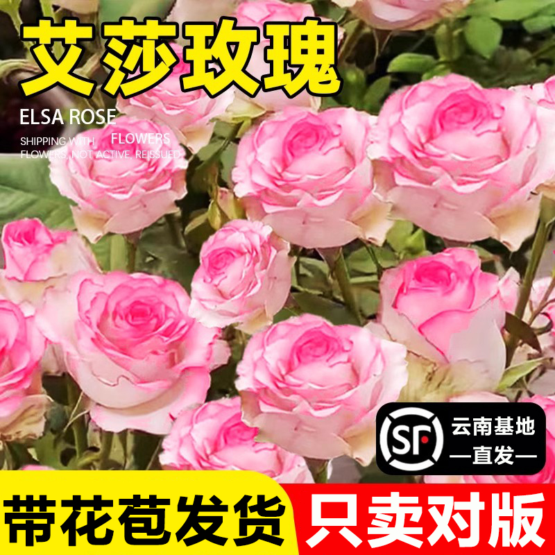 玫瑰花苗特大花盆栽带花苞发货