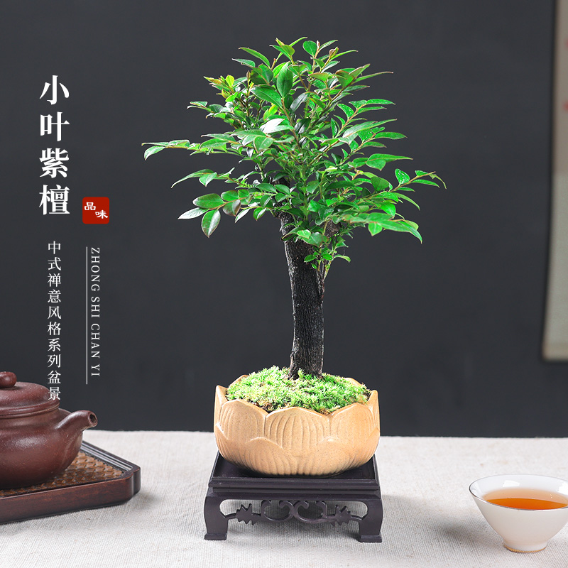 小叶紫檀盆景老桩盆栽树苗盆栽植物室内花卉办公室客厅小绿植好养高性价比高么？