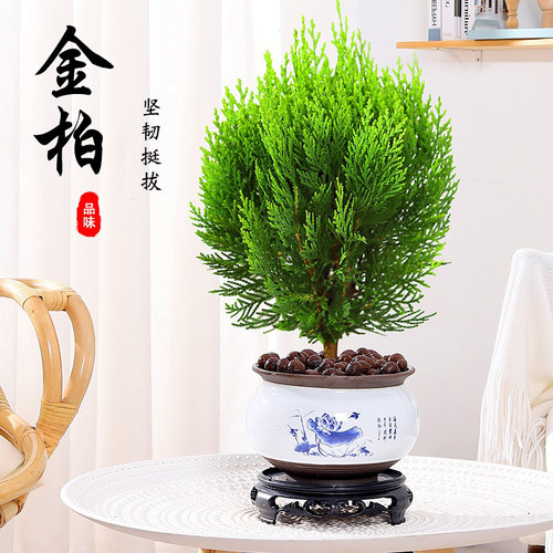 金柏侧柏树苗盆栽阳台绿植盆景