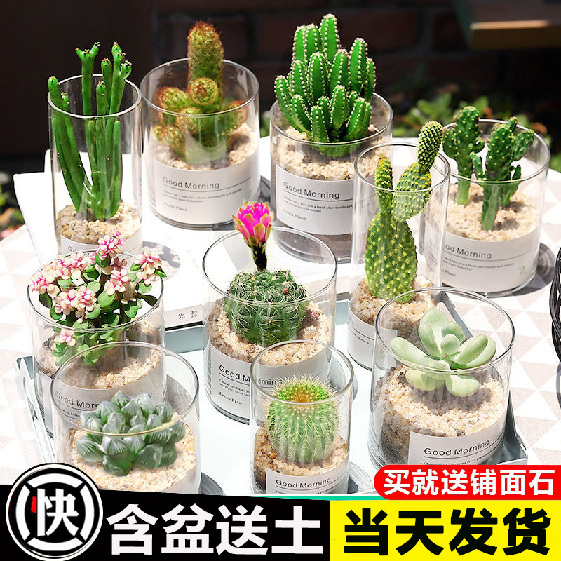 多肉植物仙人掌仙人球肉肉组合盆栽办公室内花卉好养桌面小绿植防