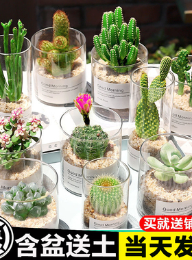 多肉植物仙人掌仙人球肉肉组合盆栽办公室内花卉好养桌面小绿植防