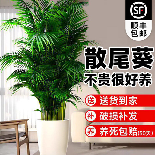 送货上门散尾葵室内落地大盆栽