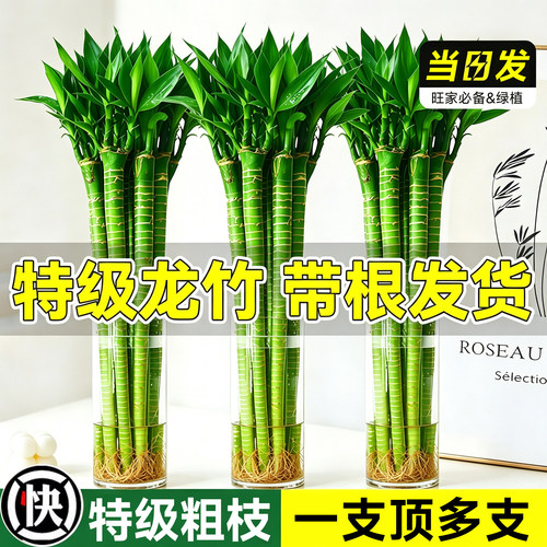 文昌竹龙竹金榜题名水培好养植物