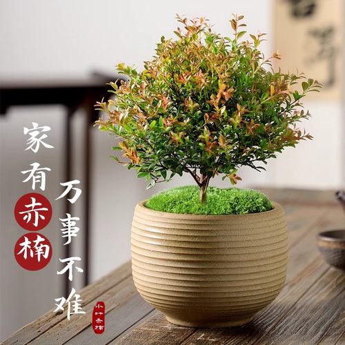 大棵小叶赤楠盆栽老桩桌面盆景